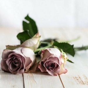 the divine company - rose blog post 1